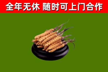 汉川市回收散虫草