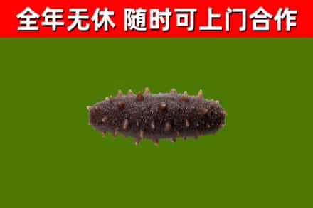 汉川市回收海参干